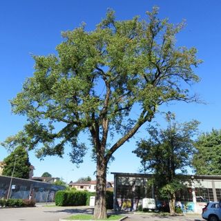 Daverio, «L'Olmo di via primo maggio è pericoloso». Ecco perché la giunta ha deciso di abbatterlo
