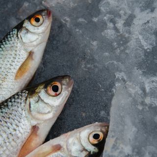Perché è importante abbattere il pesce se servito crudo?