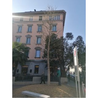 Il Piantino sta per "fiorire", tra una decina di giorni compariranno le prime foglie