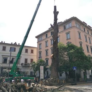 Al Castello di Masnago si inaugura la scultura realizzata con il legno del “piantone” di via Veratti
