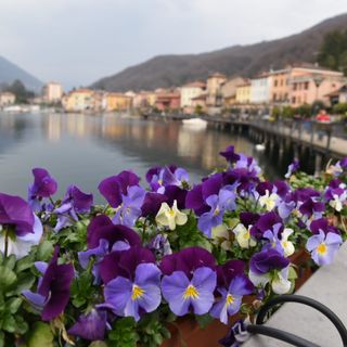 Fiori sulla passerella lungolago di Porto Ceresio