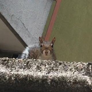 Lo scoiattolo cittadino sembra fare &quot;cucù&quot; ai passanti