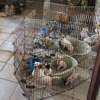 L'Arpa scopre nel Pavese un "allevamento lager" di cani, gatti e altri animali L'Arpa scopre nel Pavese un "allevamento lager" di cani, gatti e altri animali