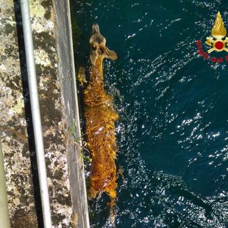 FOTO. Capriolo cade nel canale: salvato dai vigili del fuoco