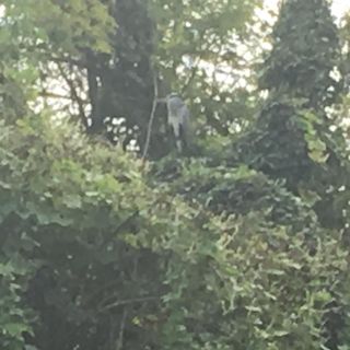 LA STORIA. L'airone che aspettò il ragazzino. Un incontro emozionante lungo l'Olona