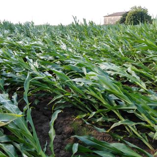 (foto d'archivio) (foto d'archivio)