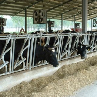 Caldo, le stalle di Varese in trincea:  scattano condizionatori e doccette