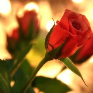 San Valentino: piante e fiori più gettonati dei cioccolatini. E non si rinuncia alla cena “fuori” San Valentino: piante e fiori più gettonati dei cioccolatini. E non si rinuncia alla cena “fuori”