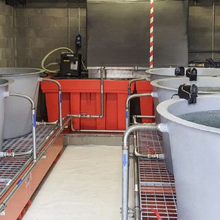 Le acque reflue per il ripopolamento delle alborelle