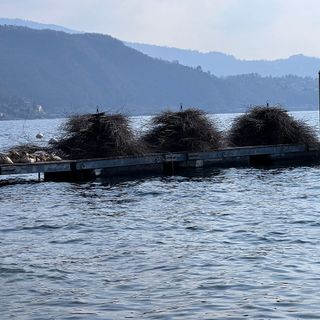 Le fascine che verranno posate domenica sul lago Maggiore per agevolare la riproduzione del pesce persico reale