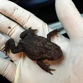 Partita in Comunità montana Valli del Verbano la campagna "Sos Anfibi": nel 2024 salvati 4mila tra rospi, rane, raganelle e salamandre Partita in Comunità montana Valli del Verbano la campagna "Sos Anfibi": nel 2024 salvati 4mila tra rospi, rane, raganelle e salamandre