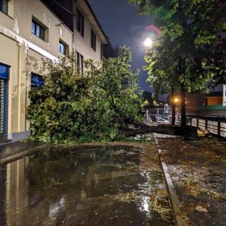 Un albero caduto in via Maestri del Lavoro nella foto scattata dalla redazione de Ilsaronno
