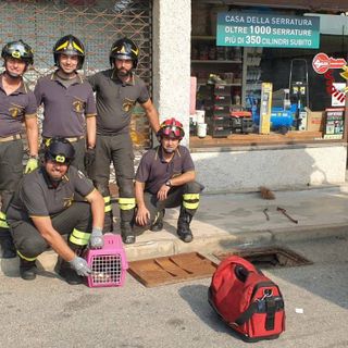 FOTO. Sesto, due gattini estratti dalle tubazioni e salvati dai vigili del fuoco