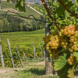 Segni particolari: sempre più originali e unici. Le novità in casa Asti Spumante Moscato d’Asti DOCG
