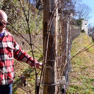 Quell'angolo di Langhe ad Azzate dove nasce il vino dei ristoranti stellati. «Tutto iniziò da una torre ottocentesca, una piccola vigna e una cascina...»