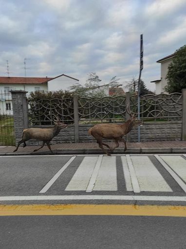 (foto tratta da facebook, Emilio Illiano). Nelle foto si vedono due cervi ma gli avvistamenti parlano con certezza di tre animali