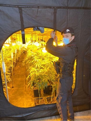 La piantagione scoperta dai carabinieri La piantagione scoperta dai carabinieri