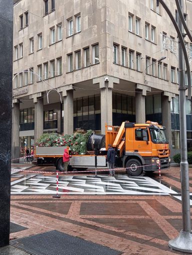 Busto aspetta il Natale. Arriva l'albero in via Milano Busto aspetta il Natale. Arriva l'albero in via Milano