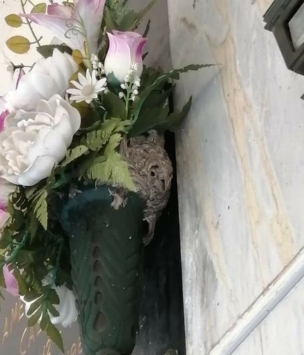 Nidi di calabroni al cimitero di Abbiate Guazzone Nidi di calabroni al cimitero di Abbiate Guazzone
