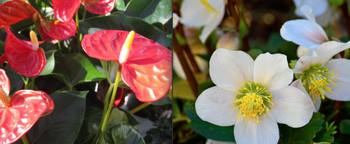 Nicora Garden: augura buon anno con un fiore Nicora Garden: augura buon anno con un fiore