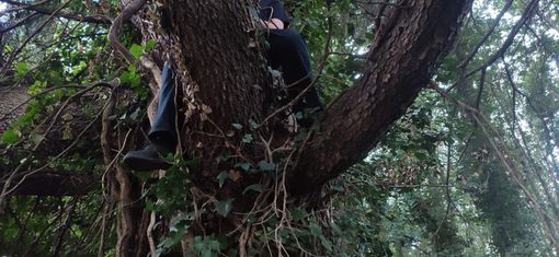 Gallarate, l'opposizione e il boschetto: «Subito interrompere il taglio e poi creare due parchi»