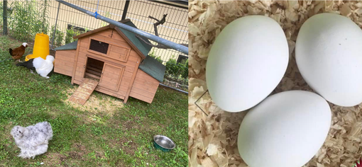 Provvi, Enza, Stracciatella e Neve: così le galline sono amiche degli anziani. E che emozione le prime uova