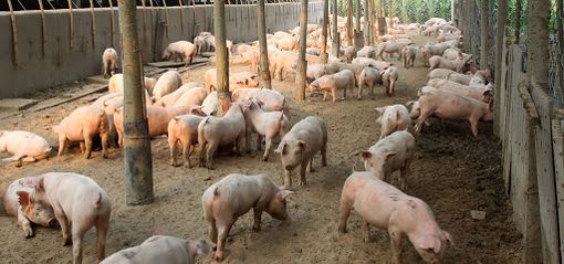 La peste suina non si trasmette all’uomo, Magrini: «Nessun rischio se si ingeriscono carni infette»