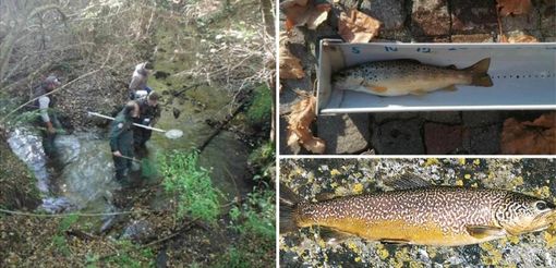 Il ruscello vivaio di Laveno Mombello pronto ad accogliere le trote marmorate Il ruscello vivaio di Laveno Mombello pronto ad accogliere le trote marmorate