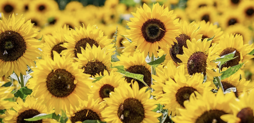 CHE FARE NEL WEEKEND. Un fine settimana ricco di mostre, sport, spettacoli e sguardi nella natura