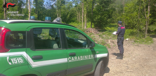 (foto comunicato stampa carabinieri forestali)
