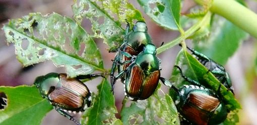 Nel Varesotto arriva il coleottero giapponese che "mangia" le nostre piante Nel Varesotto arriva il coleottero giapponese che "mangia" le nostre piante