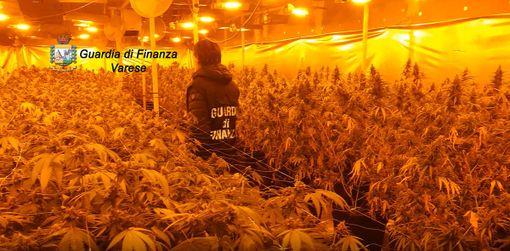 La GdF di Varese scopre due maxi serre di marijuana: sequestrati oltre 1.700 piante e 40 chili di infiorescenze La GdF di Varese scopre due maxi serre di marijuana: sequestrati oltre 1.700 piante e 40 chili di infiorescenze