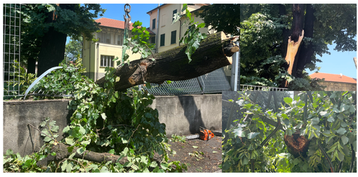 VIDEO E FOTO. La pianta nel parco si spezza: una parte crolla sulla strada e sulla recinzione del condominio: «Abbiamo avuto paura»