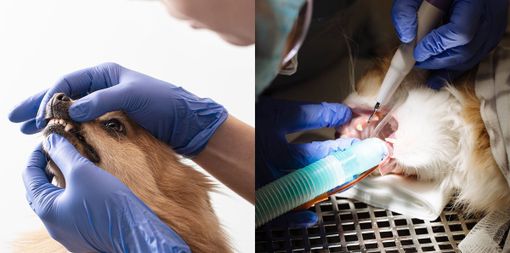 L'igiene orale del cane e del gatto è un aspetto da pianificare con cura (servizio a cura di Giulia Nicora)