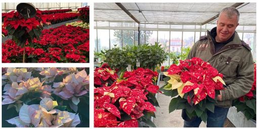 «C'è una stella che con poco rende tutti felici. Nelle case dà calore e fa Natale»