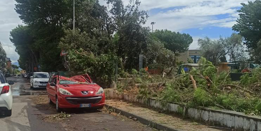 Alberi divelti a Marina di Carrara - courtesy of Matteo Sommaruga