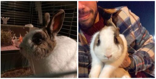 Tommaso Cordiano, un Mastino dal cuore tenero. Salva un coniglio in mezzo alla strada: «Aiutatemi a trovare il proprietario» Tommaso Cordiano, un Mastino dal cuore tenero. Salva un coniglio in mezzo alla strada: «Aiutatemi a trovare il proprietario»