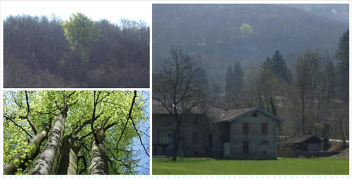 LA VARESE NASCOSTA. La leggenda del "faggio guerriero" della Valganna