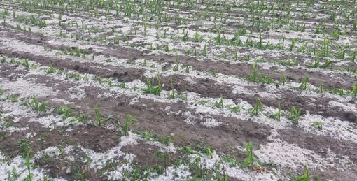 Un campo di mais devastato dalla grandine (foto di archivio)