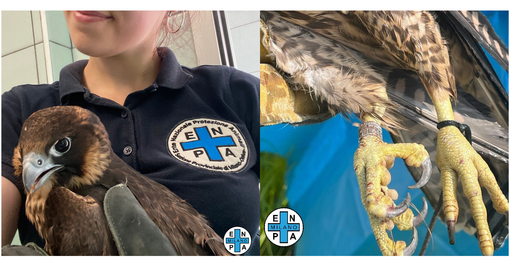 foto dalla pagina Enpa