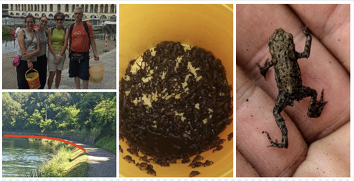 Tutela Anfibi Basso Verbano in azione al Panperduto per "scortare" i piccoli rospi Tutela Anfibi Basso Verbano in azione al Panperduto per "scortare" i piccoli rospi