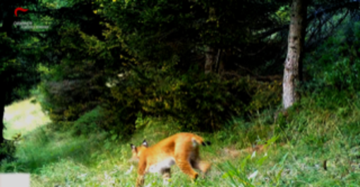 VIDEO. Ricompare la lince nei boschi del Verbano Cusio Ossola VIDEO. Ricompare la lince nei boschi del Verbano Cusio Ossola