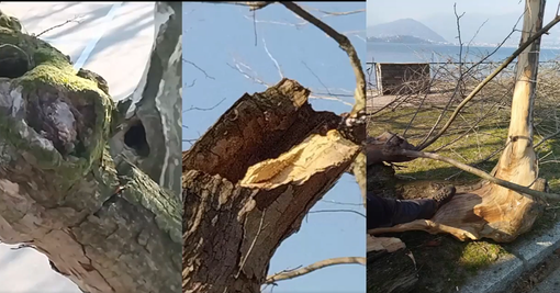 Laveno, fa discutere l'abbattimento degli alberi a Cerro. Il sindaco: «Questione di sicurezza» Laveno, fa discutere l'abbattimento degli alberi a Cerro. Il sindaco: «Questione di sicurezza»