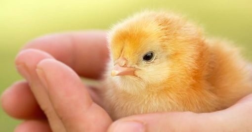 Foto d'archivio Foto d'archivio