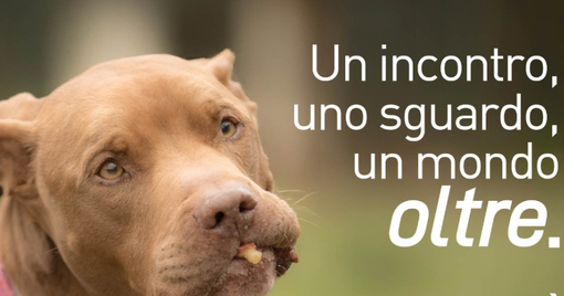 Mercoledì la presentazione di "Oltre", il calendario 2026 del Canile di Varese