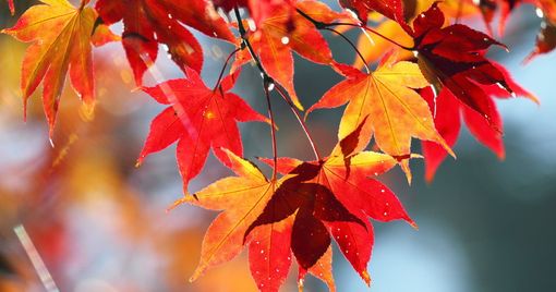 METEO. Arriva l'estate di San Martino? No, nuvole e piogge: previsioni e statistiche smentiscono la tradizione