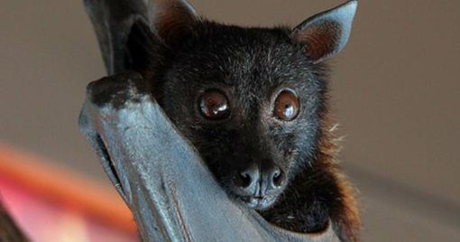 Fine settembre alla scoperta dei pipistrelli con la Bat Night