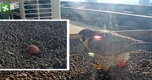 La foto postata dalla pagina di Giò e Giulia e nel riquadro un particolare del nido con l'uovo stamattina