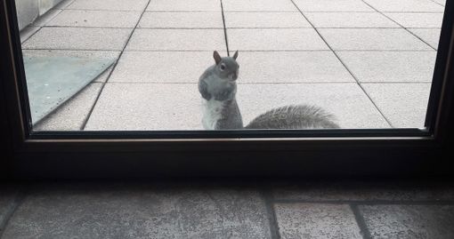 A due passi dal centro di Busto, uno scoiattolo grigio alla portafinestra A due passi dal centro di Busto, uno scoiattolo grigio alla portafinestra