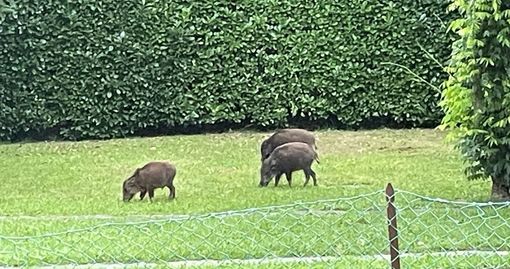 Dalla Rasa al Brinzio, la provinciale dei cinghiali: «È diventata una strada pericolosissima»